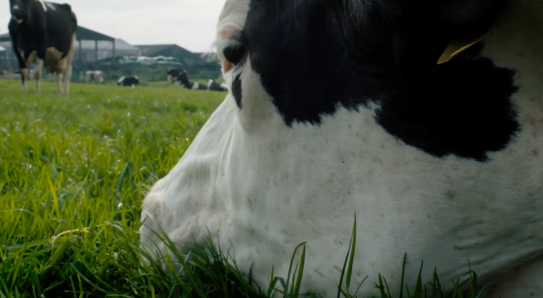 <p>Cannes premiere lineup includes Andrea Arnold’s ‘Cow’ </p>