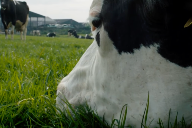 <p>Cannes premiere lineup includes Andrea Arnold’s ‘Cow’ </p>