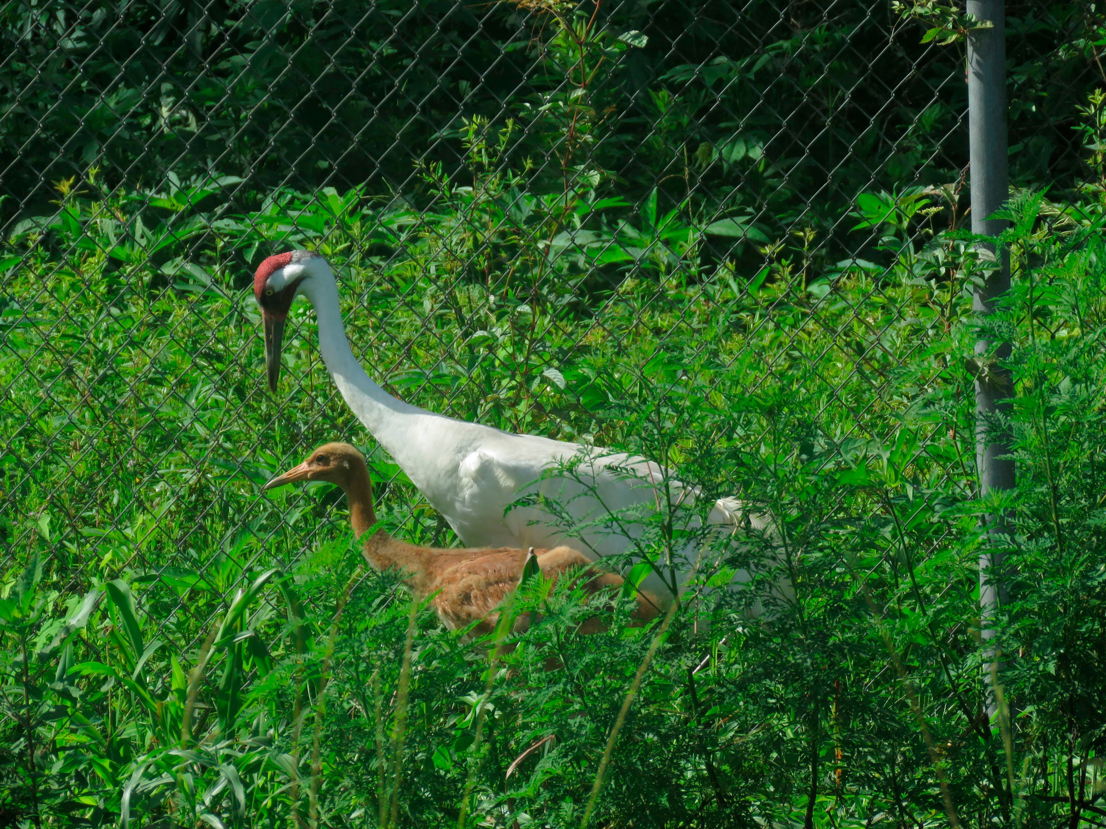 Whooping Cranes Virus Outbreak