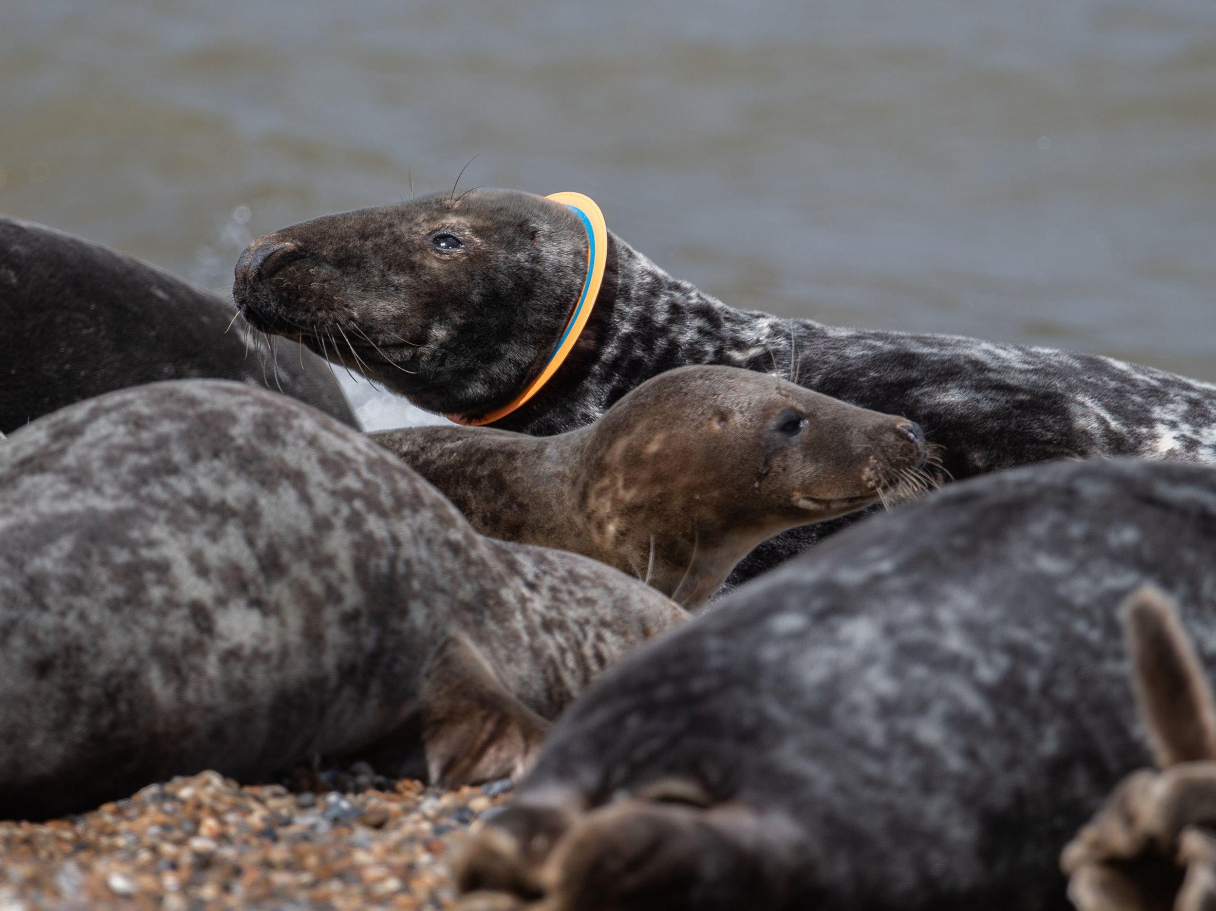 The piece of industrial piping was known to have been stuck around the seal’s neck for over two years