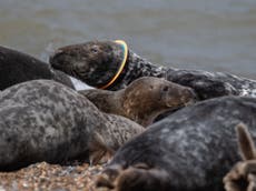 Seal freed from plastic ring around its head released back into wild