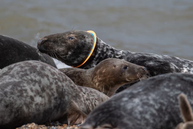 <p>The piece of industrial piping was known to have been stuck around the seal’s neck for over two years</p>