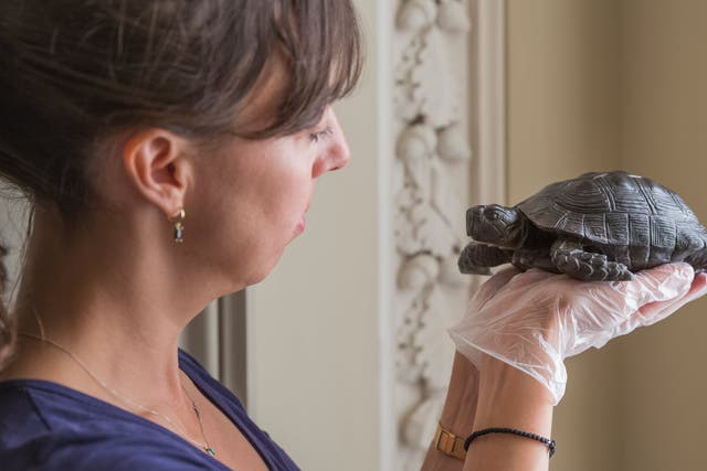 <p>Property curator Elena Greer with one of the tortoises </p>