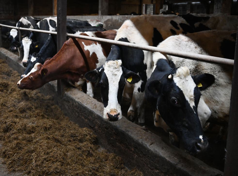 <p>Meat consumption must fall by 30% within a decade, a landmark review says</p>