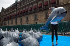 Mexico abandons fishing-free zone for endangered porpoise
