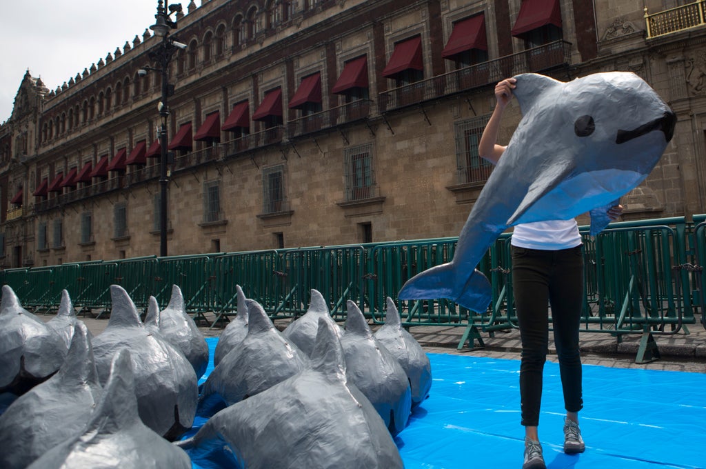 Mexico abandons fishing-free zone for endangered porpoise
