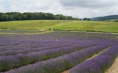 Brexit: UK’s trade deals risk rendering efforts to protect environment and animal welfare ‘pointless,’ food tsar warns