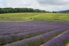 Brexit: UK’s trade deals risk rendering efforts to protect environment and animal welfare ‘pointless,’ food tsar warns