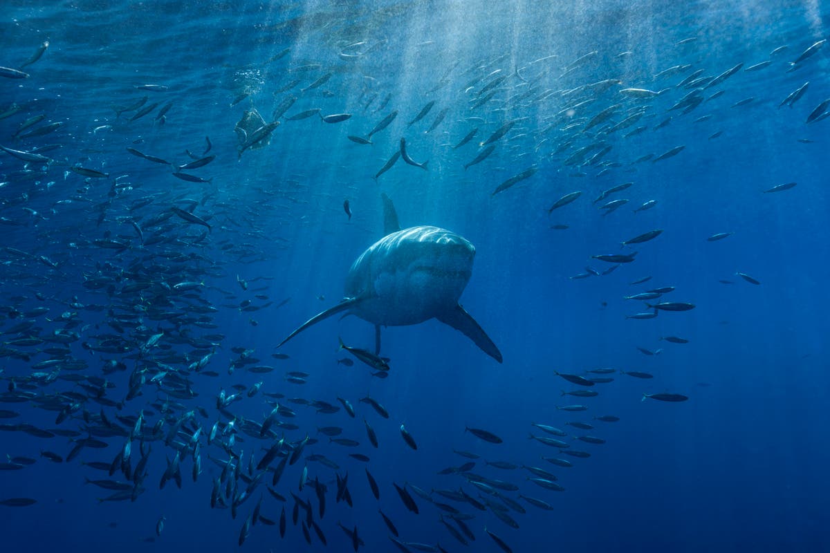 Australians told to rename shark attacks &lsquo;interactions&rsquo;