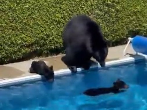 A mother bear and her cubs were caught on camera earlier this month taking a dip in a swimming pool in British Columbia in order to keep cool