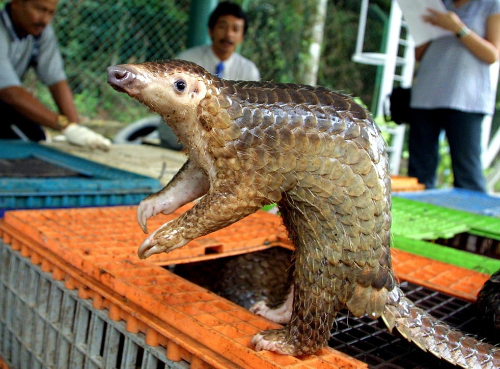 <p>‘Some of the trafficking involves pangolins, sea turtles, a big target is shark fin, hard woods, and other one is the trade in giant clams’</p>