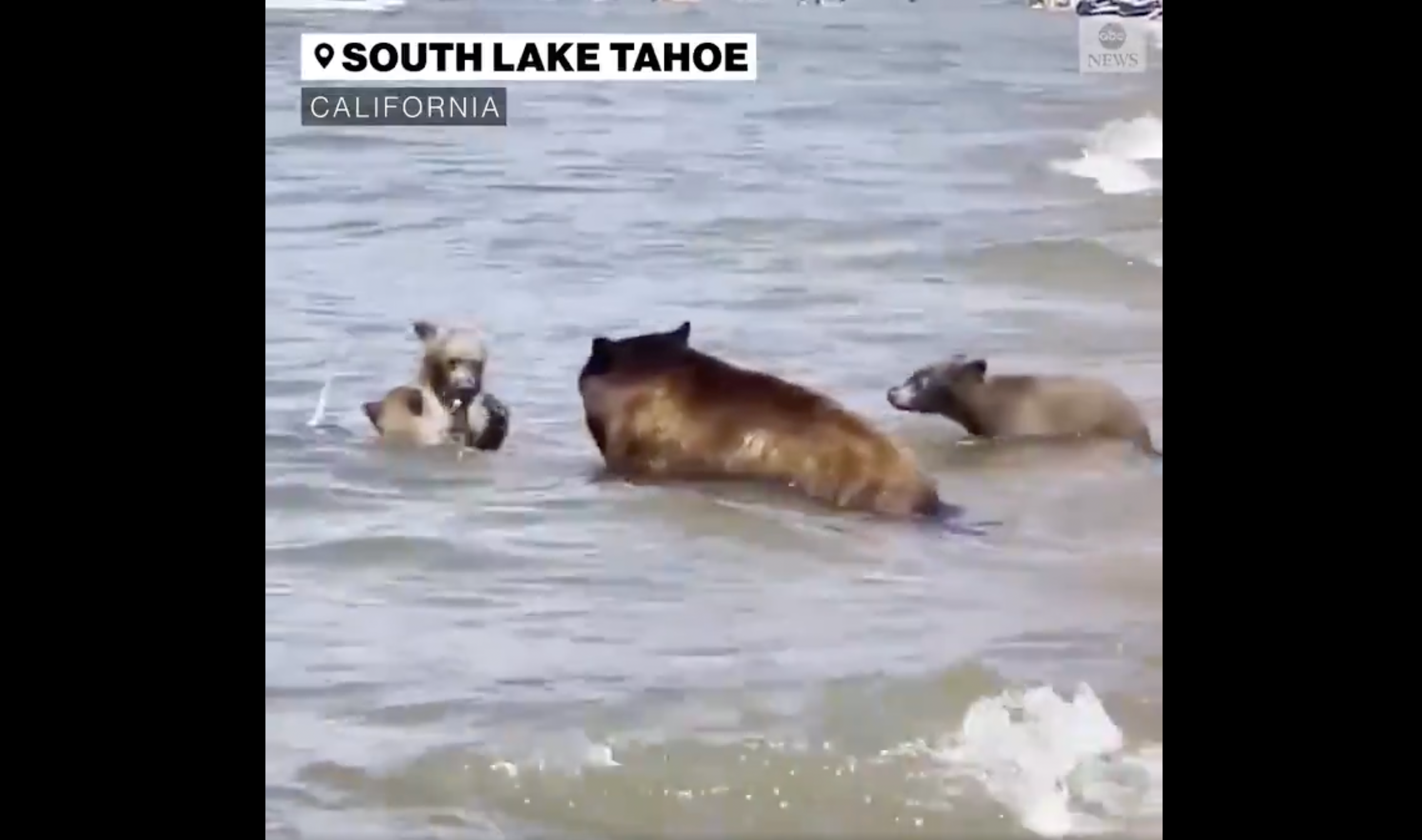 A mother black bear and her three cubs were seen swimming on a packed beach in California