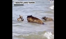 Bear bring cubs to busy California beach during heatwave