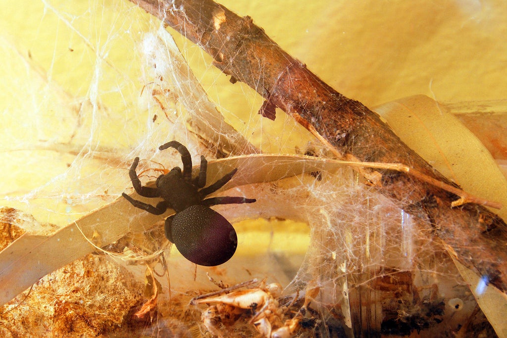 Drug made with deadly spider venom could help repair heart attack damage