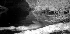 First beaver born on Exmoor in 400 years named after Marcus Rashford in popular vote
