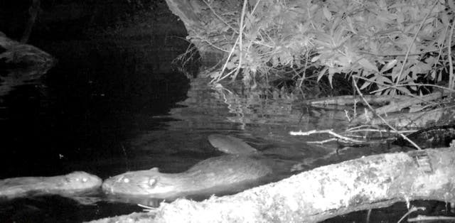 <p>The first beaver born on Exmoor after 400 years has been named after England football star Marcus Rashford</p>