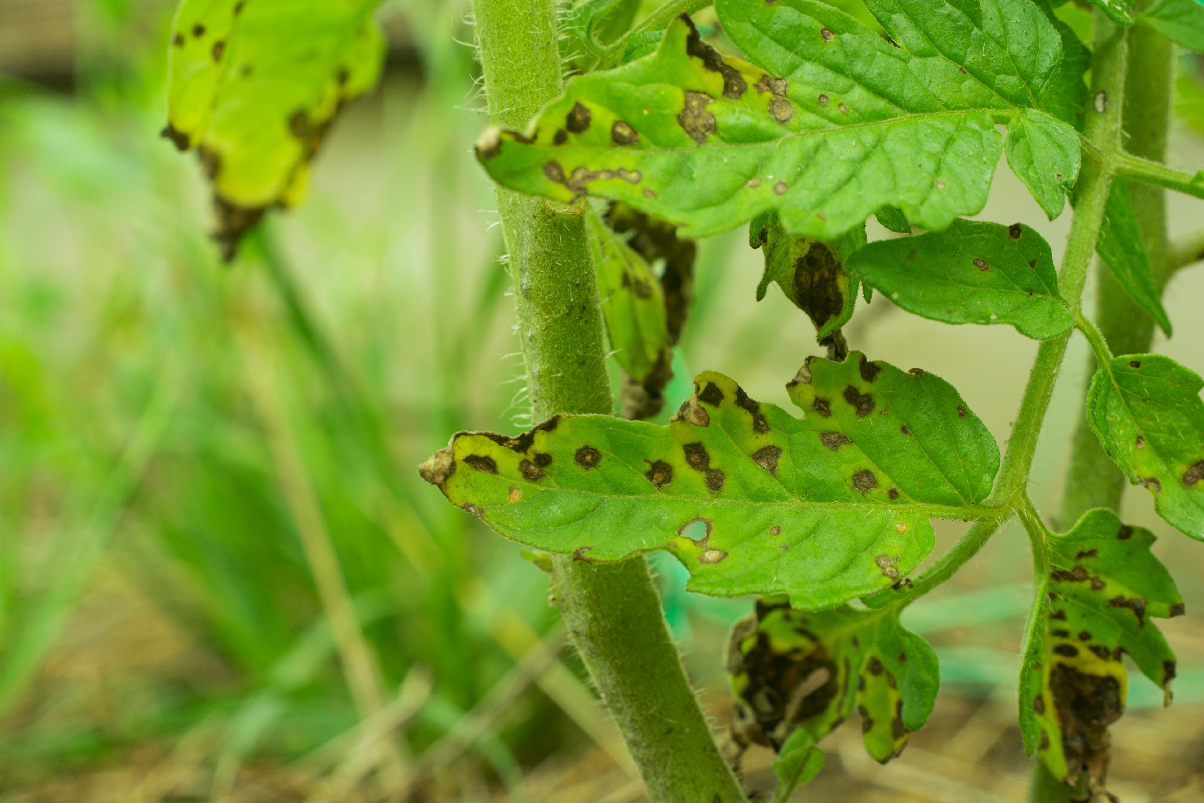 Tomato leaves affected by Septoria lycopersici fungus