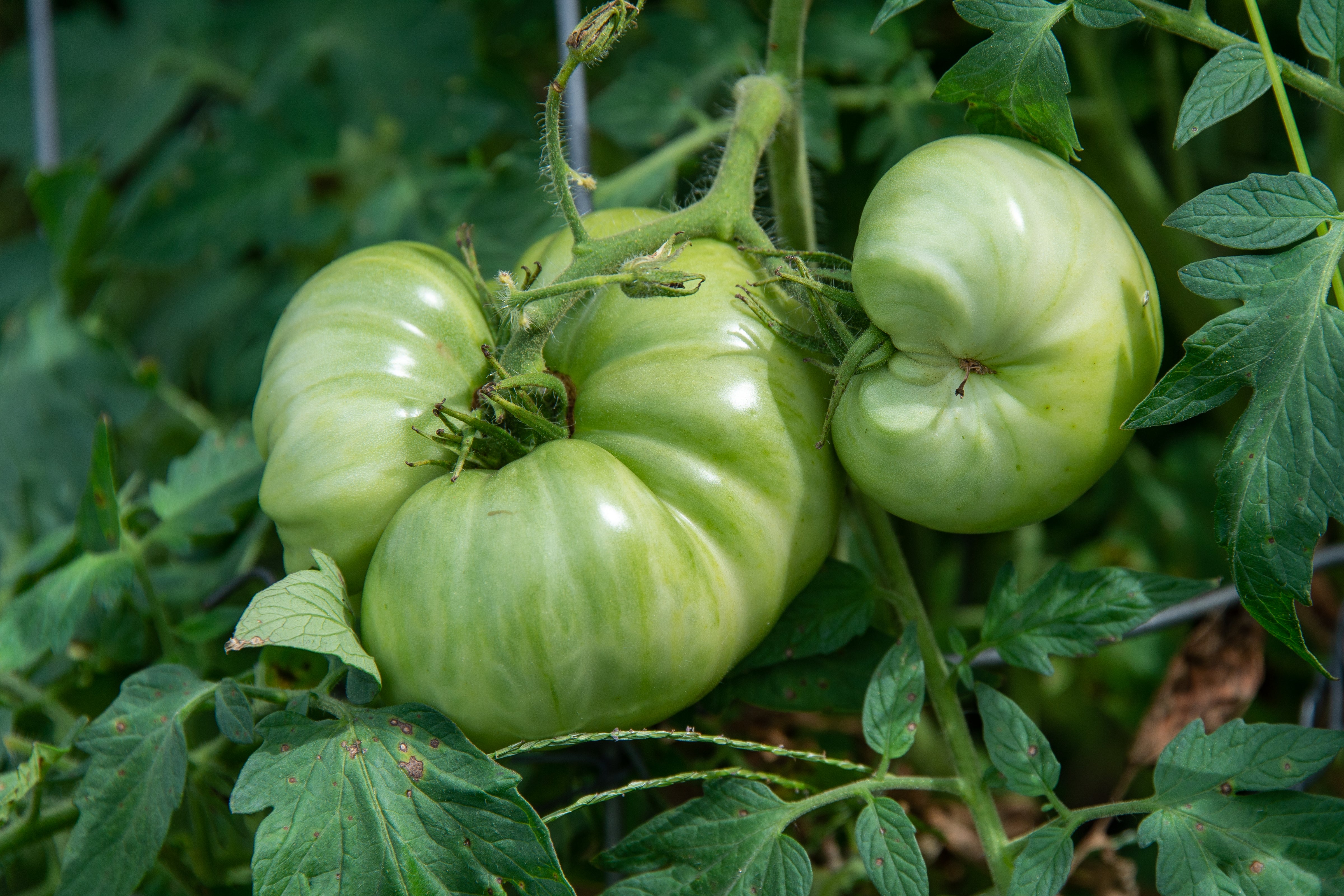 Green tomatoes showing signs of catfacing