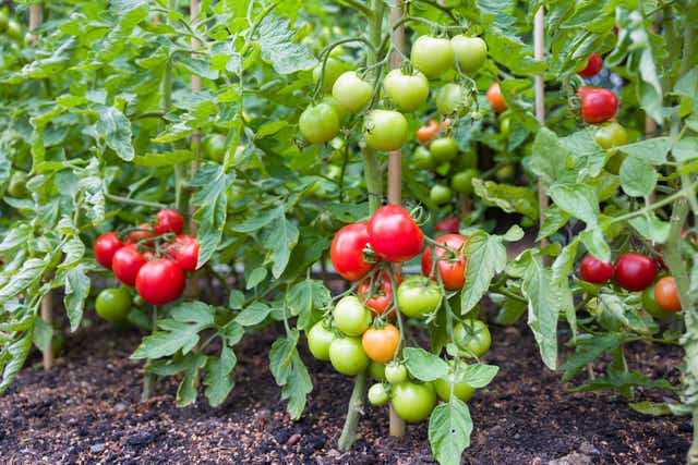 <p>Often the stress of developing a heavy fruit load can be the tipping point, disposing a vigorously growing plant to fungal foliar issues</p>