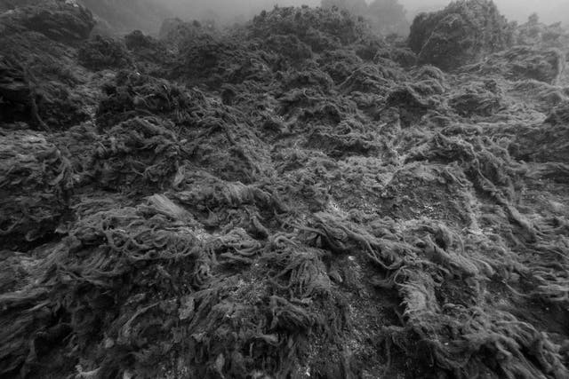 <p>High carbon dioxide levels turn seabeds into a mat of slimy algae that smothers life</p>