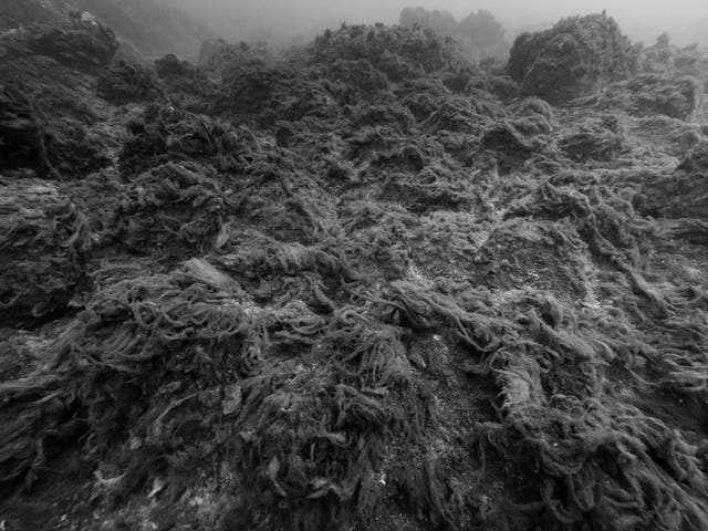 <p>High carbon dioxide levels turn seabeds into a mat of slimy algae that smothers life</p>