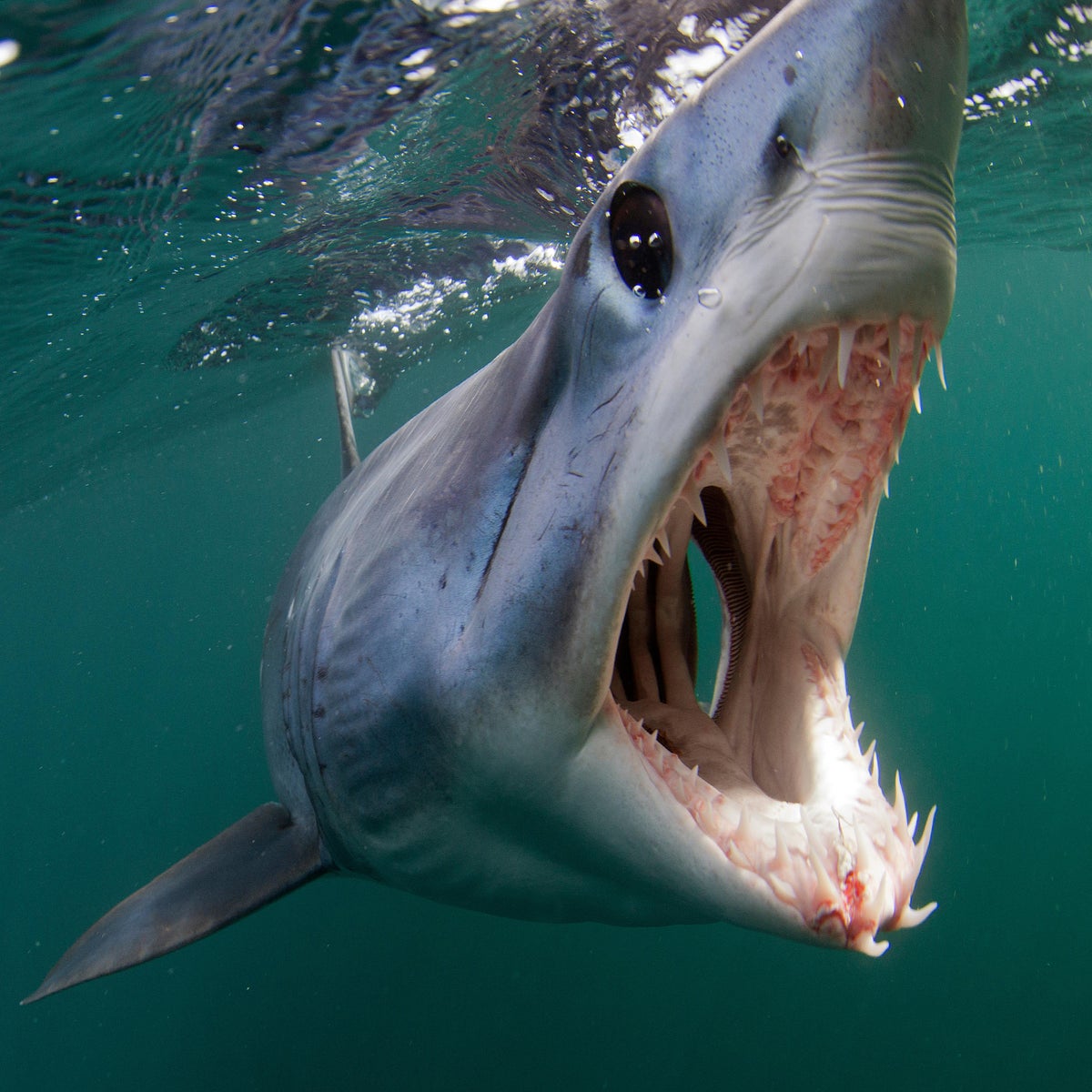 Акула мако опасна ли для человека. Акула мако. Белая акула мако. Серо голубая акула мако.