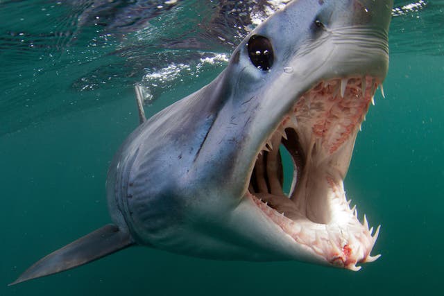 <p>The shortfin mako shark can grow to twice the length of a human</p>