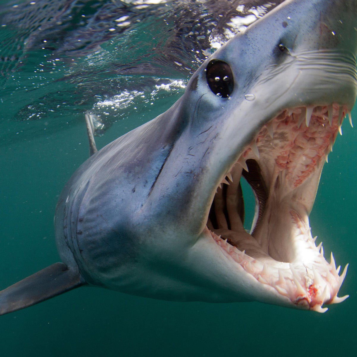 Different Types Of Sharks In The World Different types of sharks in the world