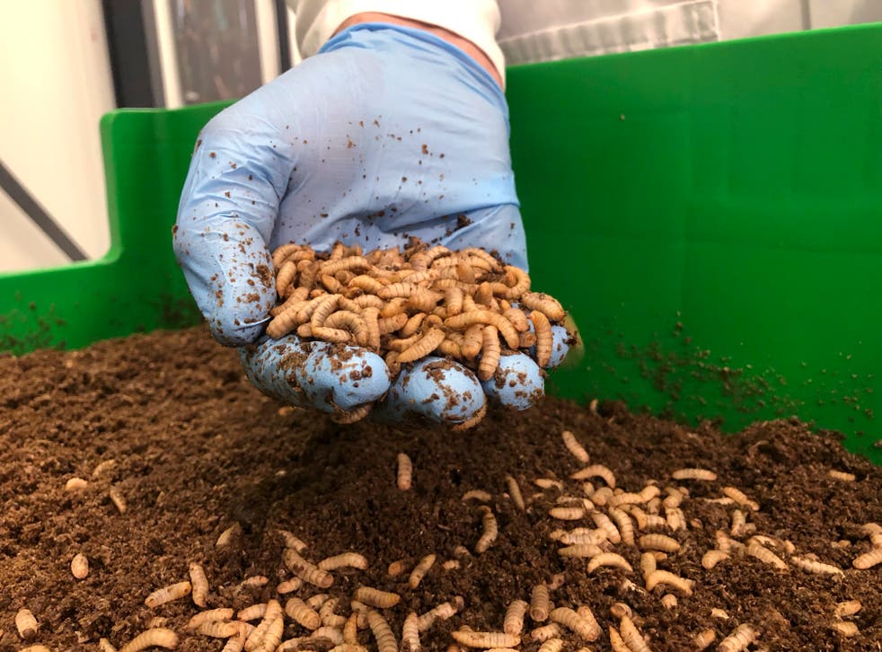 EUROPA-INSECTOS COMESTIBLES