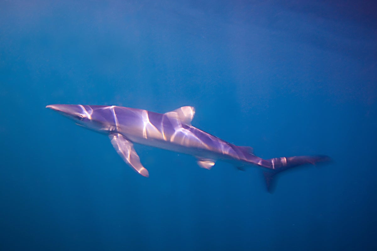 Blue shark spotted swimming in popular British harbour in rare sighting Blue shark spotted swimming in popular British harbour in rare sighting