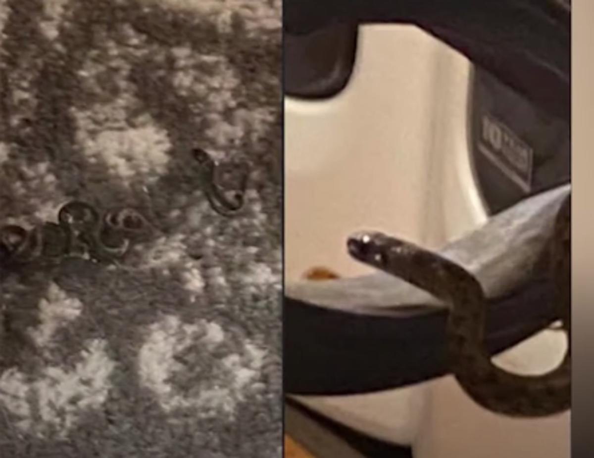 Couple find 18 snakes under their bed as they are about to go to sleep in Georgia