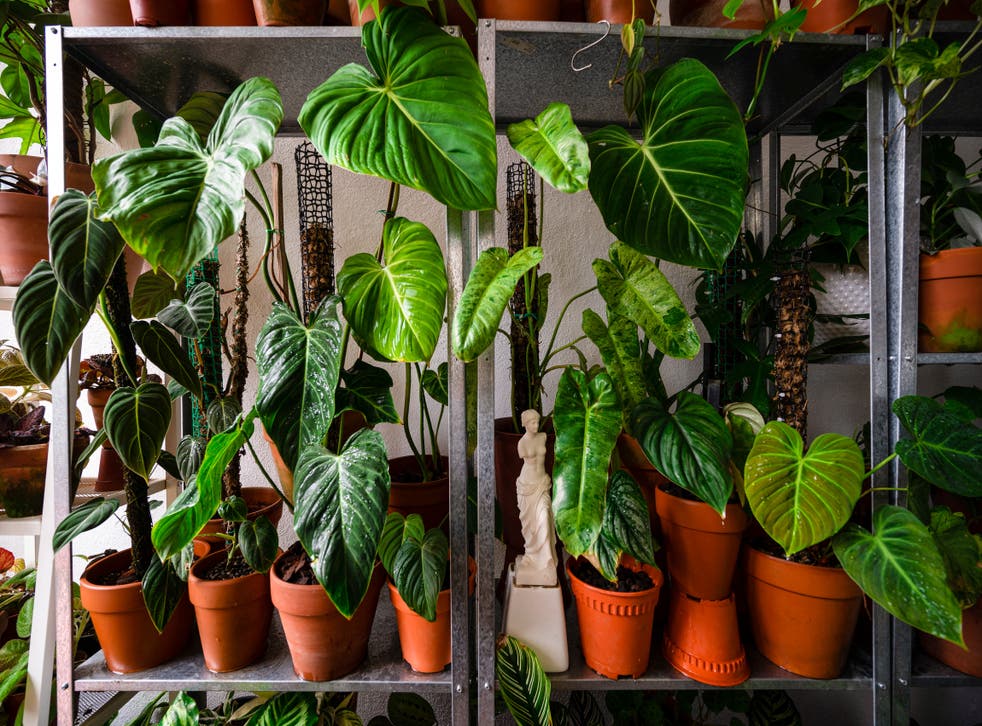 <p>Houseplants are particularly popular with those aged 18 to 24</p>