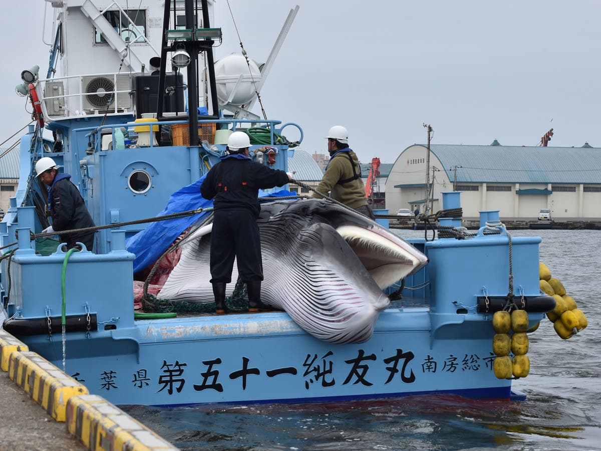 Tokyo Olympics &lsquo;green&rsquo; efforts undermined by Japanese whaling, protesters warn