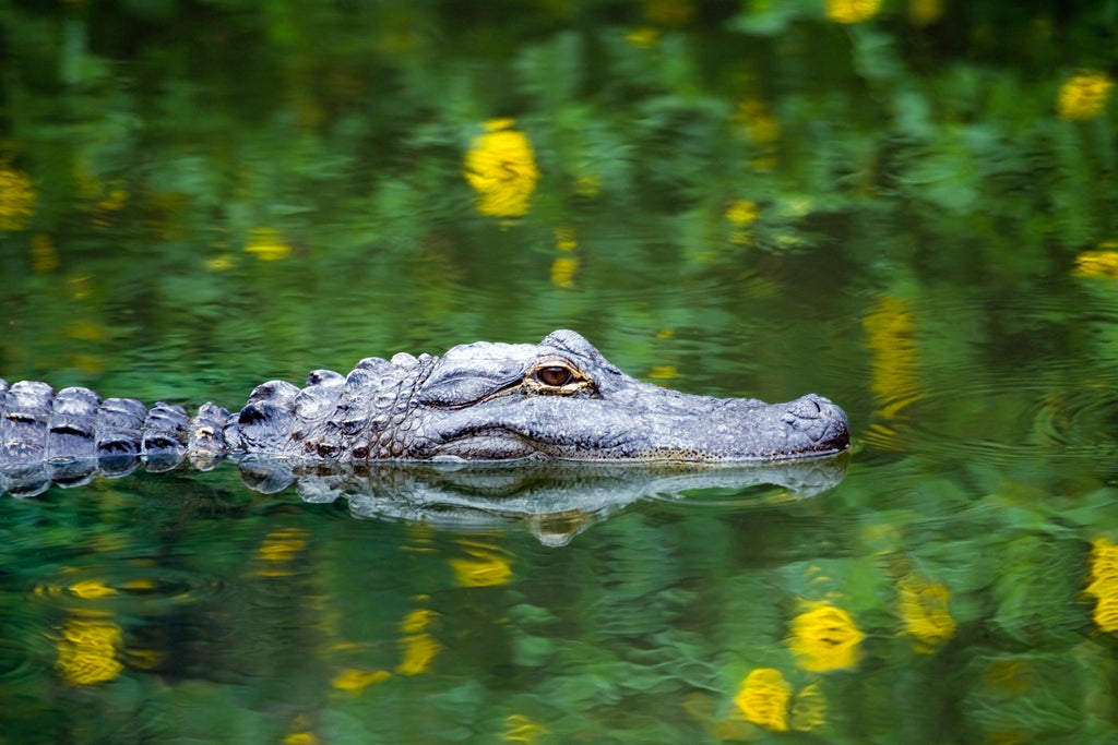 Florida man arrested for allegedly beating an alligator to â€˜teach it a lessonâ€™