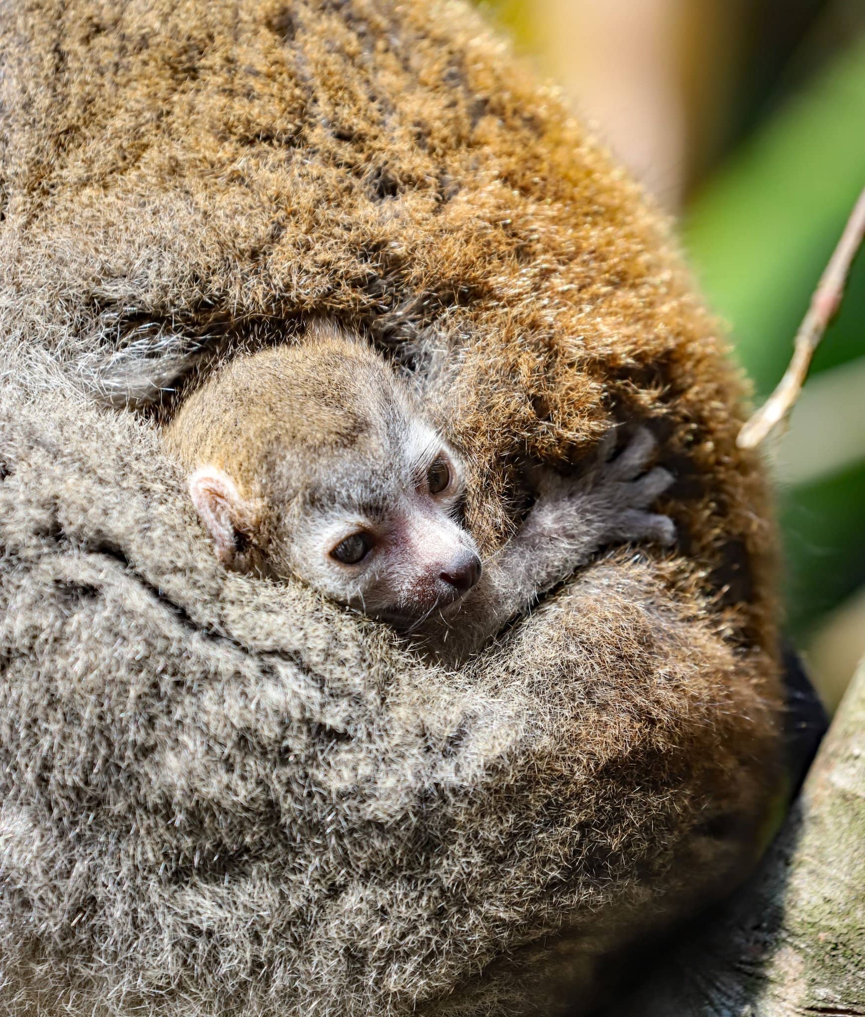 Endangered lemur born at Newquay Zoo indy100(01)