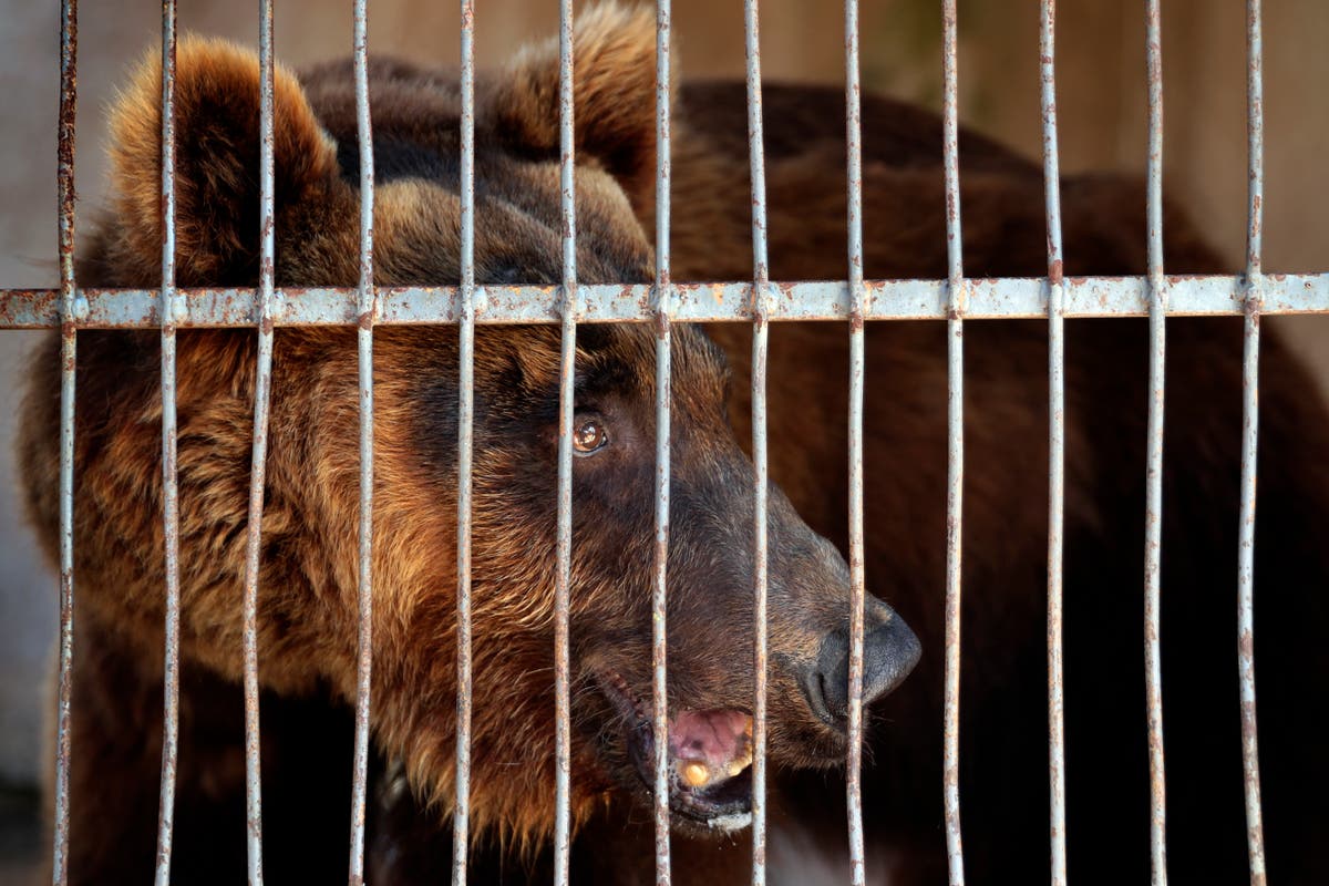 Activists say 2 Syrian brown bears in Lebanon flown to US Activists say 2 Syrian brown bears in Lebanon flown to US