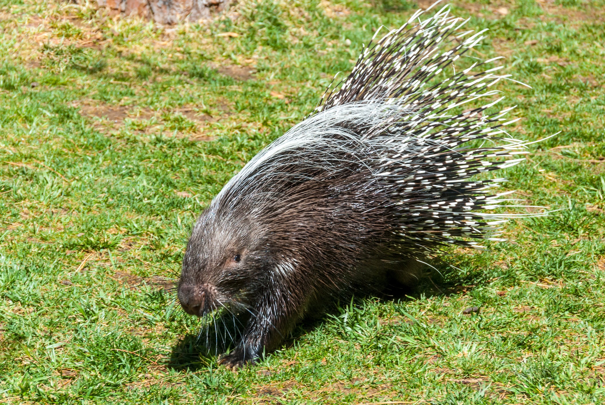 Maine police officers get jail time for beating porcupines to death while on-duty