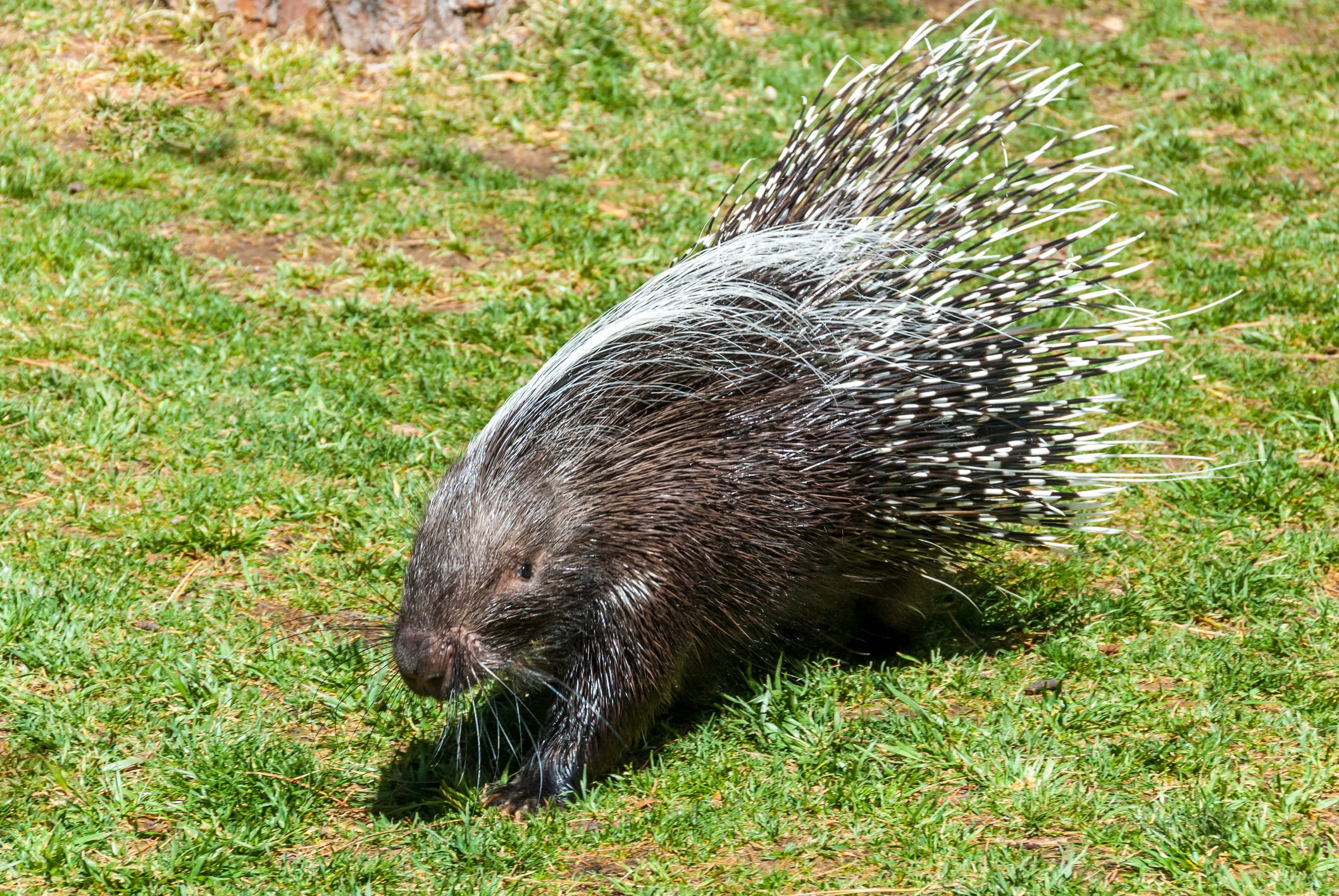 Maine police officers get jail time for beating porcupines to death while on-duty - Vimarsana News