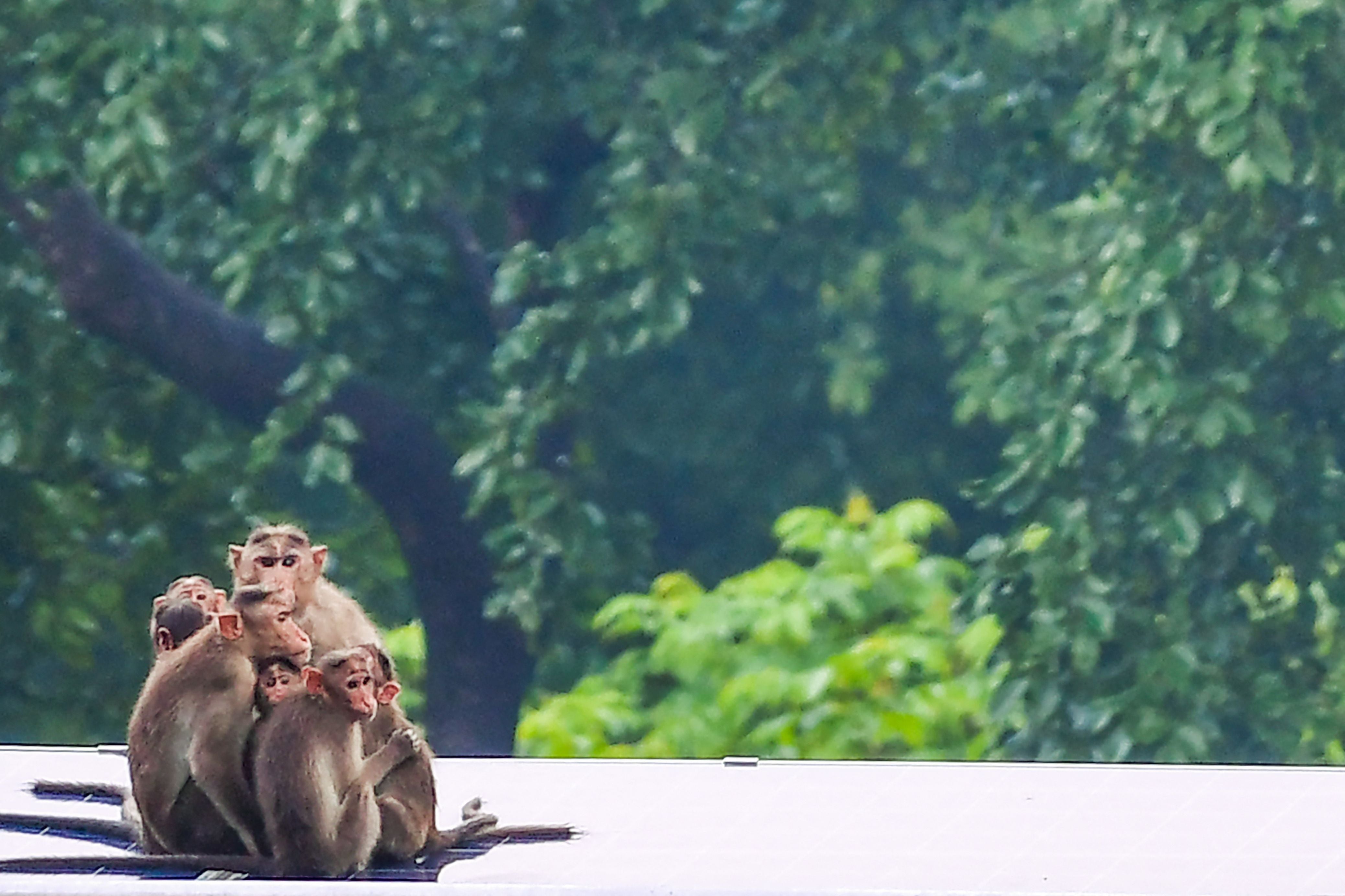 File image: A family of rhesus macaque huddles together during a rainfall in Mumbai on 21 June, 2021. China recently reported the first case of human death due to monkey virus that transmitted from monkeys to humans