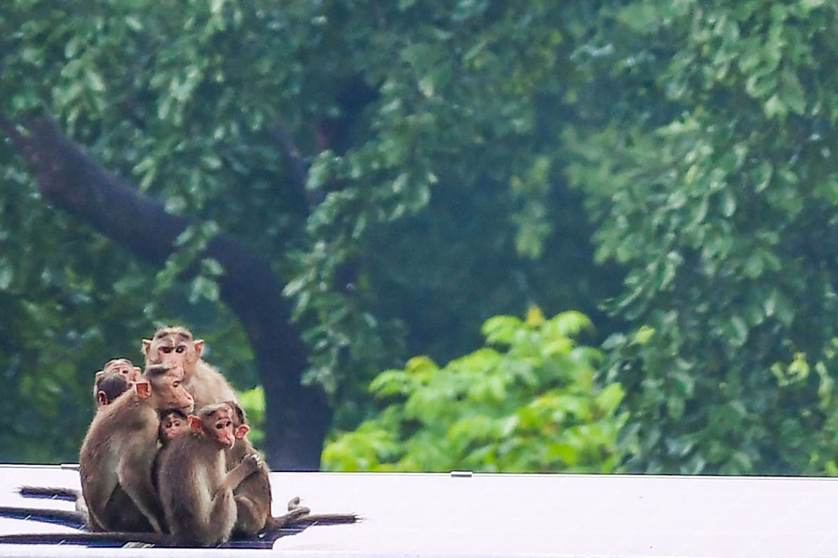 Chinese biomedical researcher died, the first human case of Monkey B virus