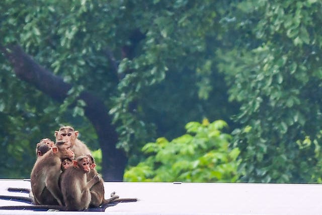 <p>File image: A family of rhesus macaque huddles together during a rainfall in Mumbai on 21 June, 2021. China recently reported the first case of human death due to monkey virus that transmitted from monkeys to humans  </p>