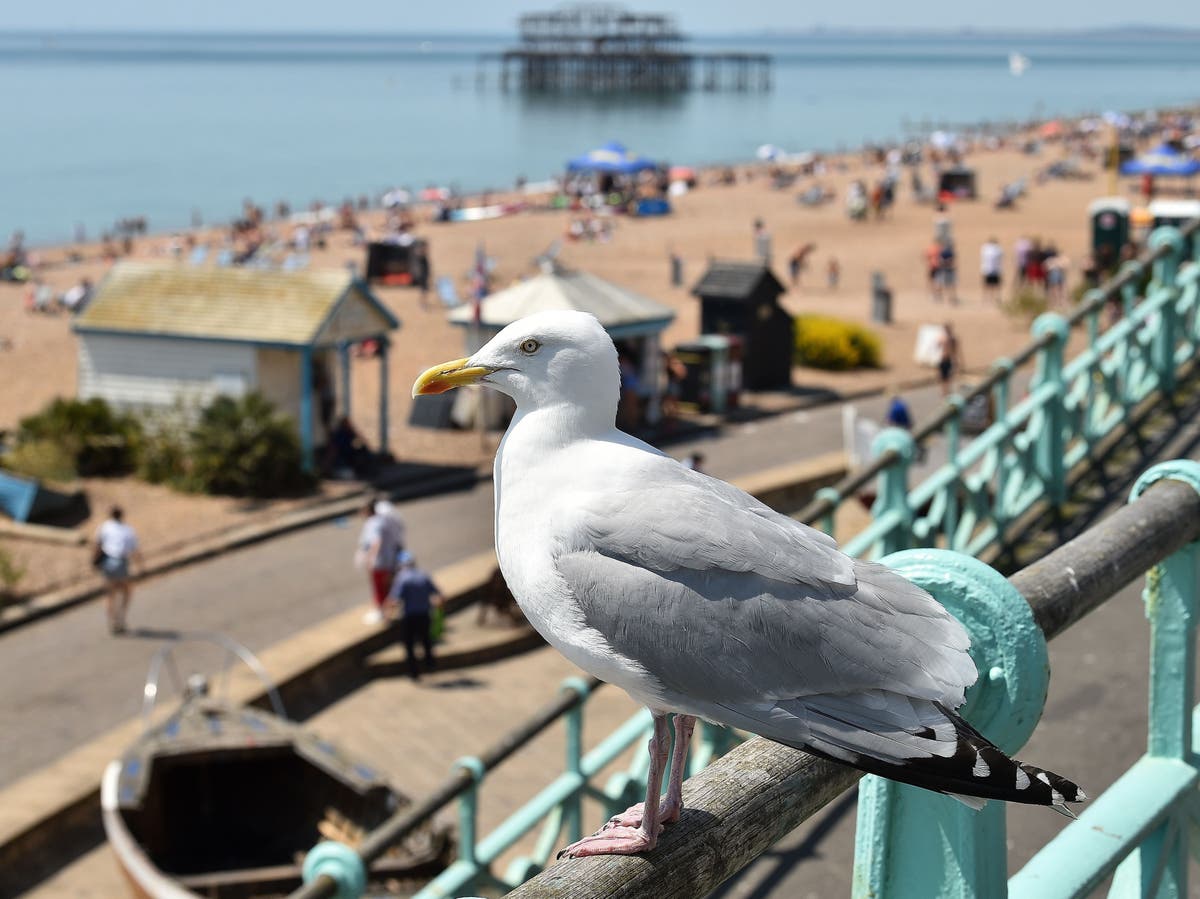 Man seen ‘beating seagull to death’ on Cornwall beach