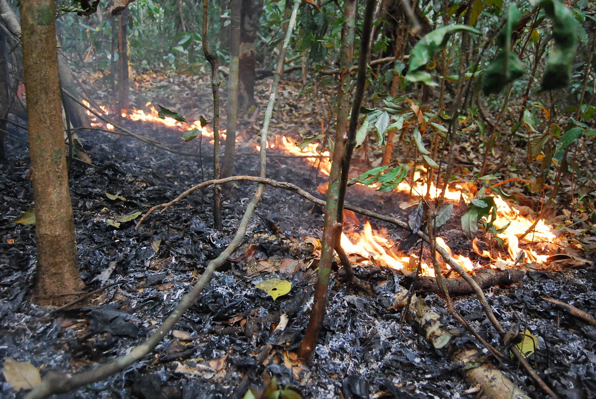 Most fires are started intentionally by those carrying out activities such as farming and mining