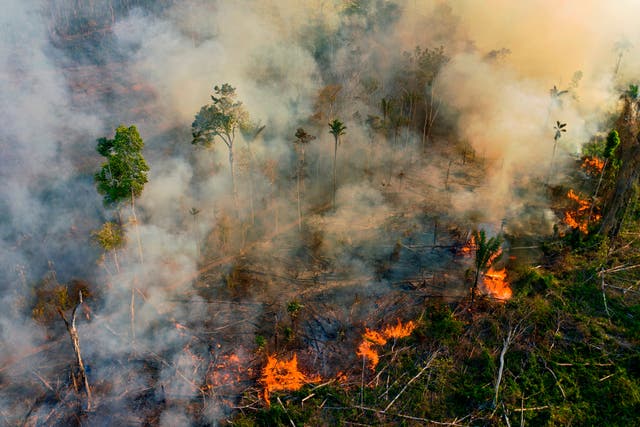 <p>Amazon’s unique biodiversity increasingly threatened by fires, research says </p>