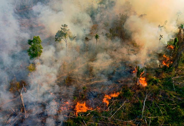 <p>Amazon’s unique biodiversity increasingly threatened by fires, research says </p>