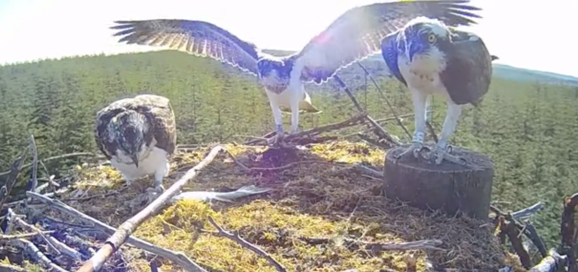 Osprey nest with two youngsters in Kielder Forest