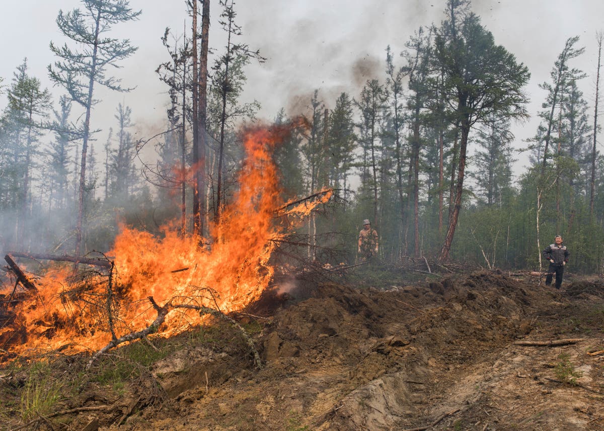 Лесные пожарища. Лесные пожары в Якутии 2021. Лесные пожары в Марий Эл 2021. Лесные пожары в России 2021 Якутия. Лесные пожары в Якутии 2022.