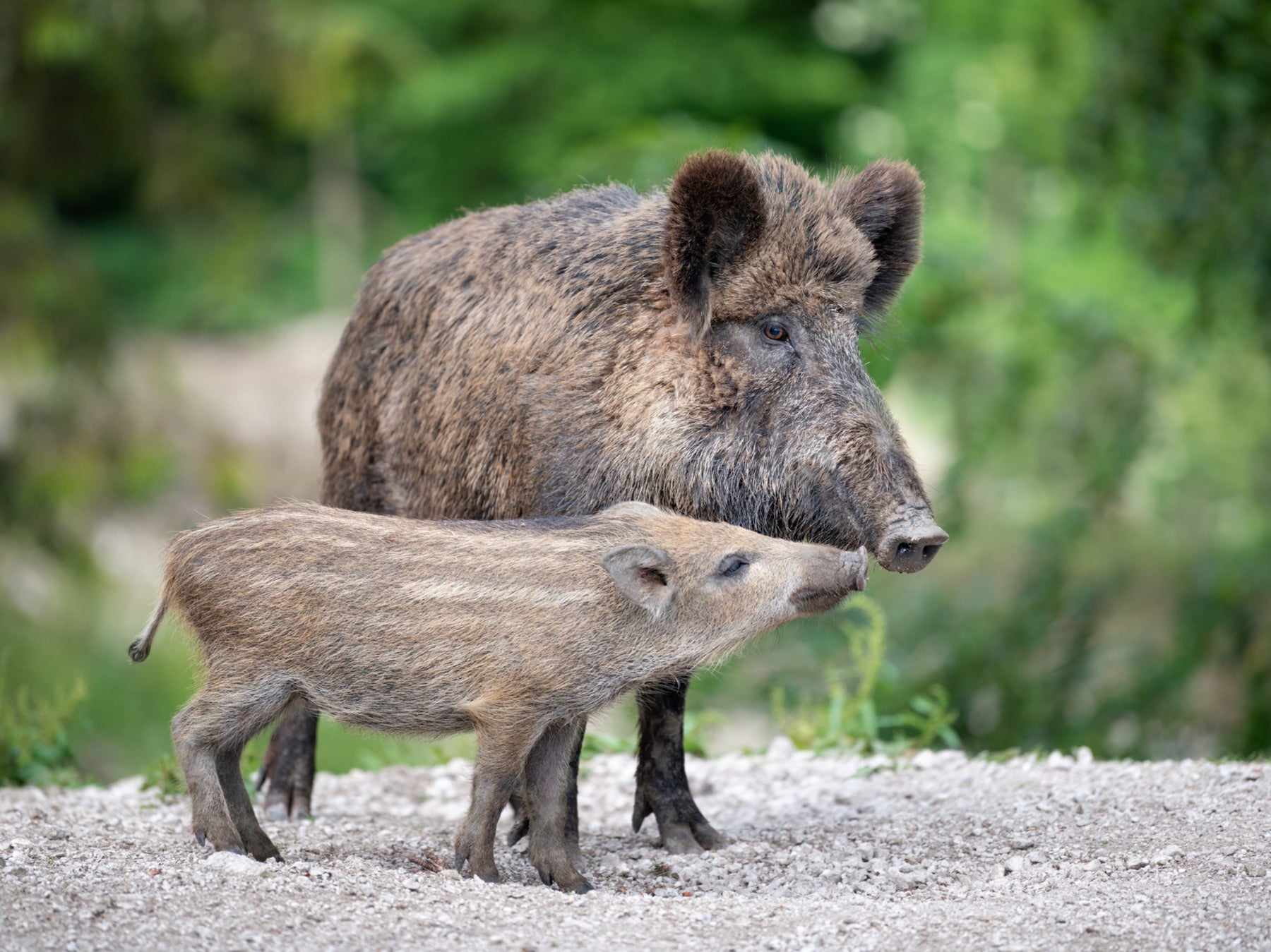 baby wild pigs