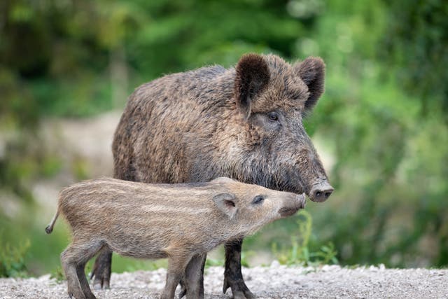 <p>A wild boar with its piglet - known in the UK as ‘humbugs’ due to their stripes which resemble the boiled sweets of the same name</p>
