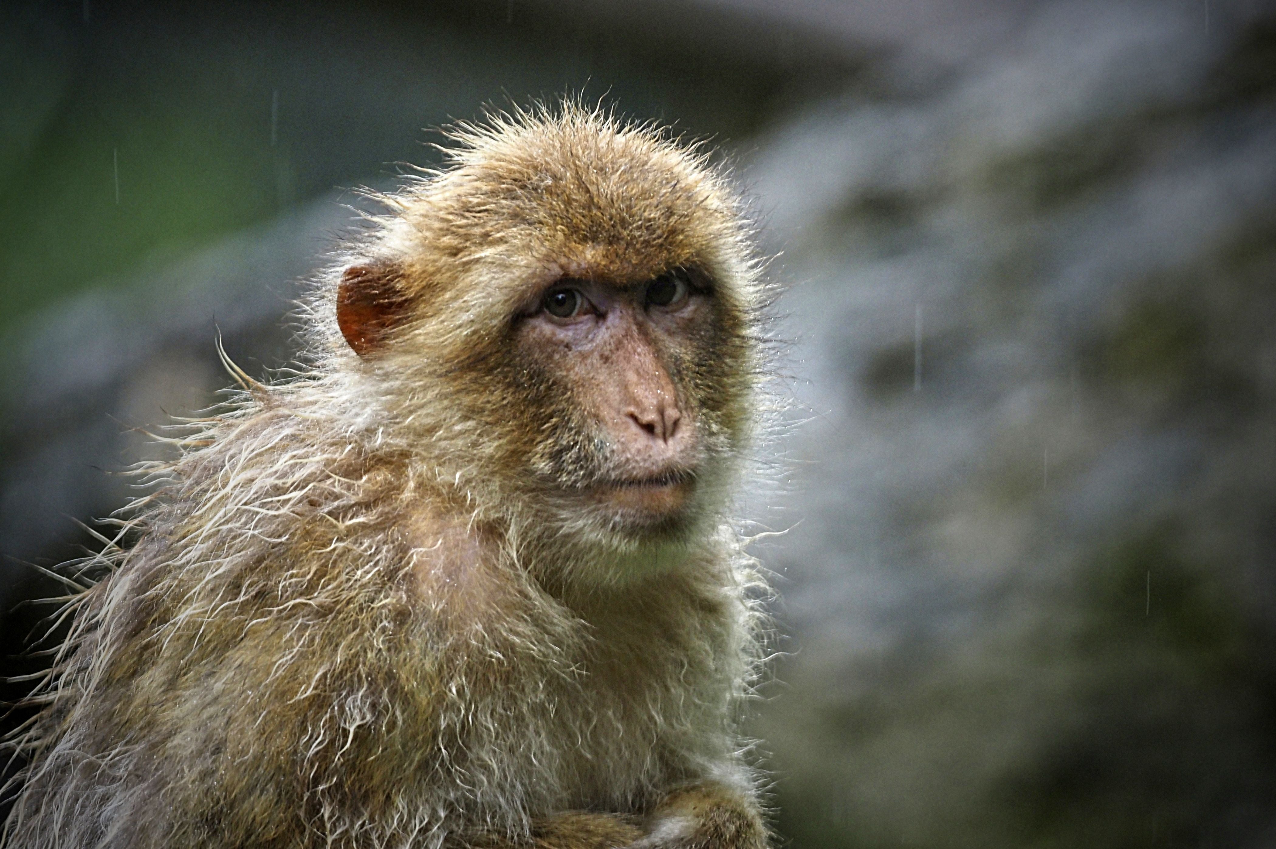 Representational: Monkey B virus, or herpes B virus is prevalent among macaque monkeys and is extremely rare, but often deadly, when it spreads to humans